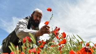 Afghans celebrate spring in bright red poppy fields