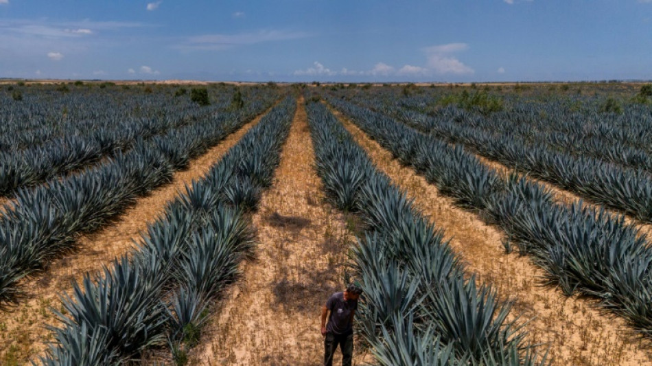 Agricultores israelenses retomam produ&ccedil;&atilde;o de tequila perto de Gaza