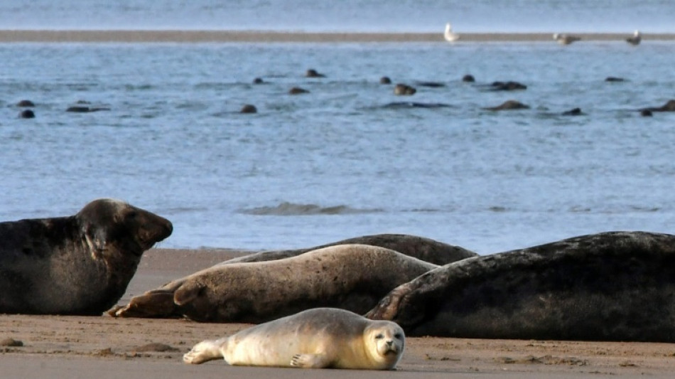 Seehundbestand im nieders&auml;chsischen Wattenmeer weiter stabil