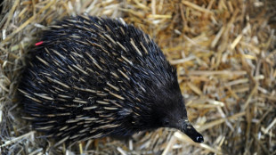 Study sheds light on origin of Australia's odd echidna