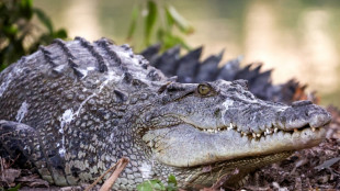 En Australie, du risque d'extinction au "paradis" des crocodiles 