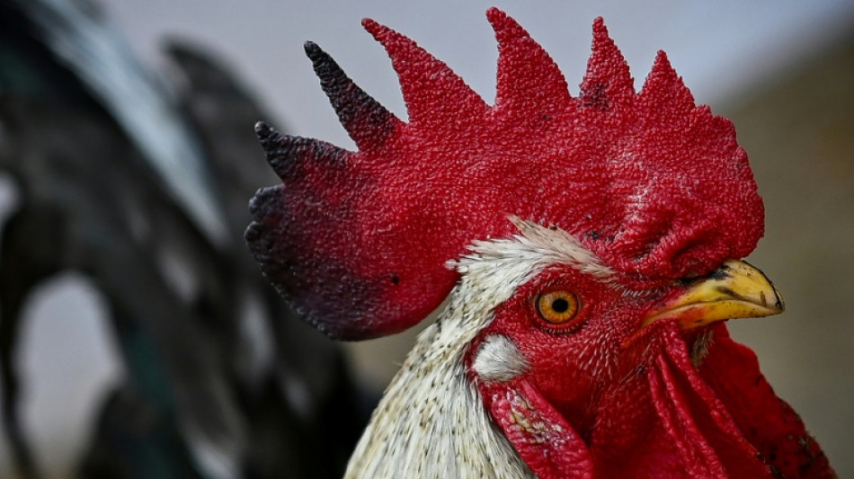 Kr&auml;hender Hahn ruft in Th&uuml;ringen Polizei auf den Plan