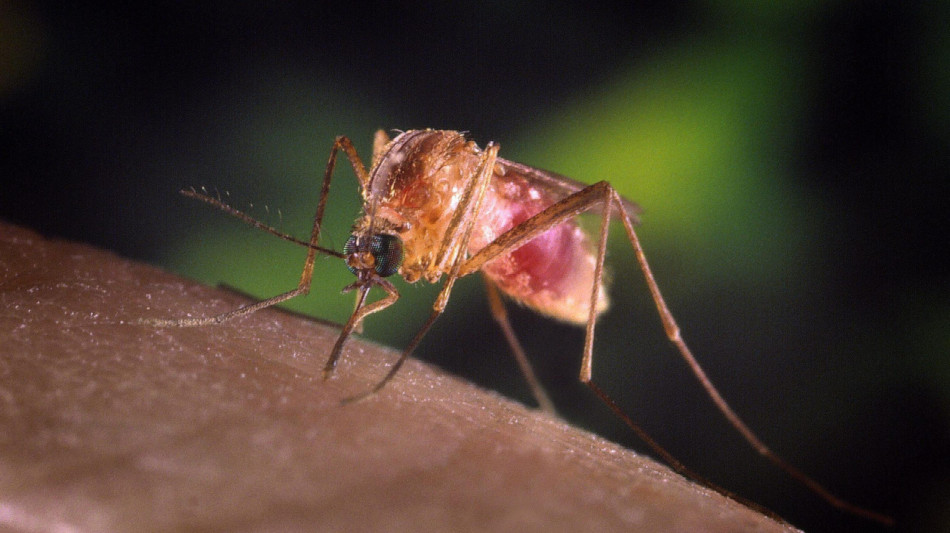 West Nile: Iss, da inizio anno 582 casi in Italia, pi&ugrave; del 2024