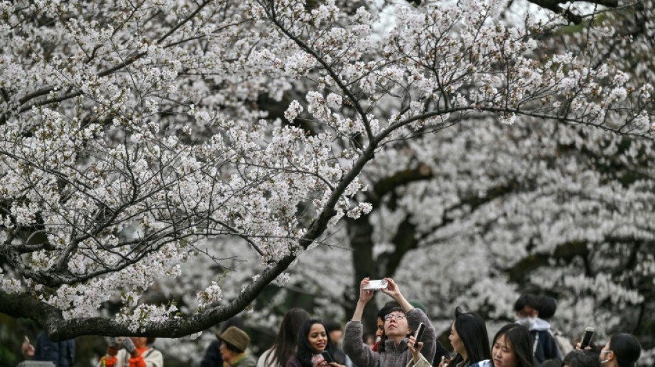 Au Japon, un outil d'IA pour pr&eacute;server les cerisiers en fleurs