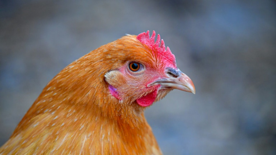 Le virus de la grippe aviaire aurait mut&eacute; dans l'organisme d'un patient am&eacute;ricain