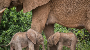 Seltenes Ereignis: Elefantenzwillinge in Reservat in Kenia geboren
