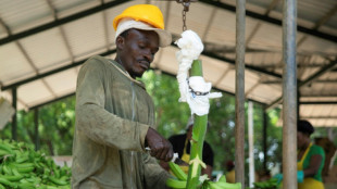 'Always hiding': Haitian laborers fear Dominican deportation push