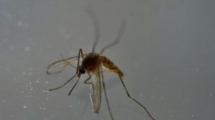 Un nombre inhabituel de cas de dengue signal&eacute;s en m&eacute;tropole