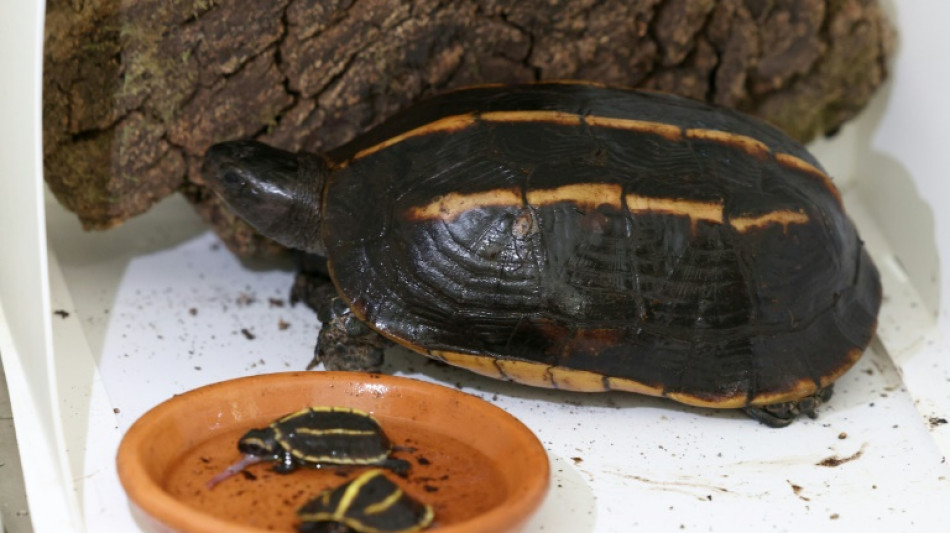 Nacen en Francia dos tortugas en peligro de extinción