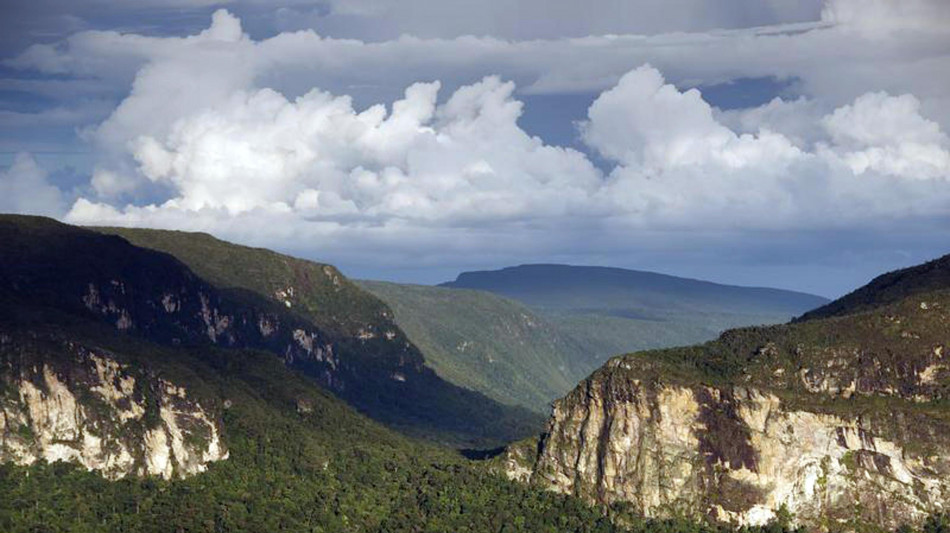 Amazzonia, l''Internet' della foresta aiuta uccelli e scimmie a comunicare