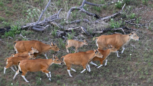 Au Cambodge, de rares bovins sauvages guid&eacute;s vers le salut par h&eacute;licopt&egrave;re