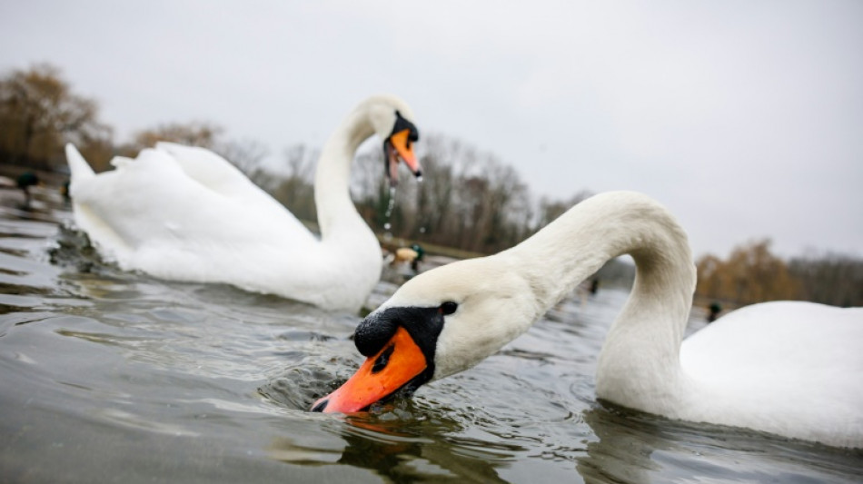 Unbekannte k&ouml;pfen Schwan an See in Bremen