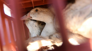 Grippe aviaire: une souche identifi&eacute;e pour la premi&egrave;re fois aux Etats-Unis