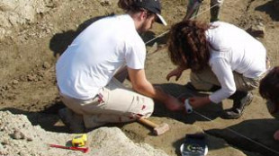 Scoperto un dinosauro in miniatura, pesava meno di un chilo