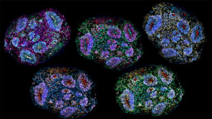 Oldest human brain cells grown in lab 'recorded passage of time'