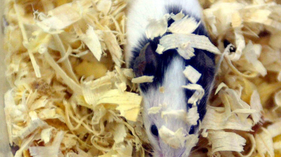 I sintomi dell'autismo fatti regredire nei topi