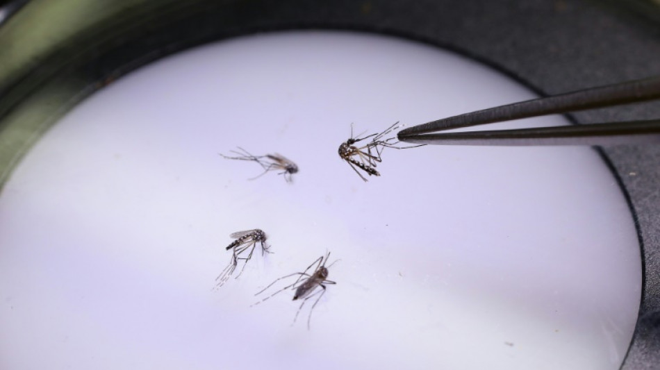 En Colombie, une usine &agrave; moustique pour lutter contre la dengue et la d&eacute;sinformation