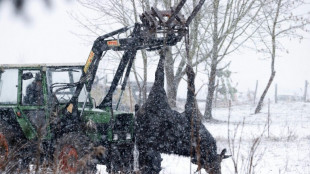 Fi&egrave;vre aphteuse : le Royaume-Uni interdit l'importation de bovins, porcs et ovins d'Allemagne