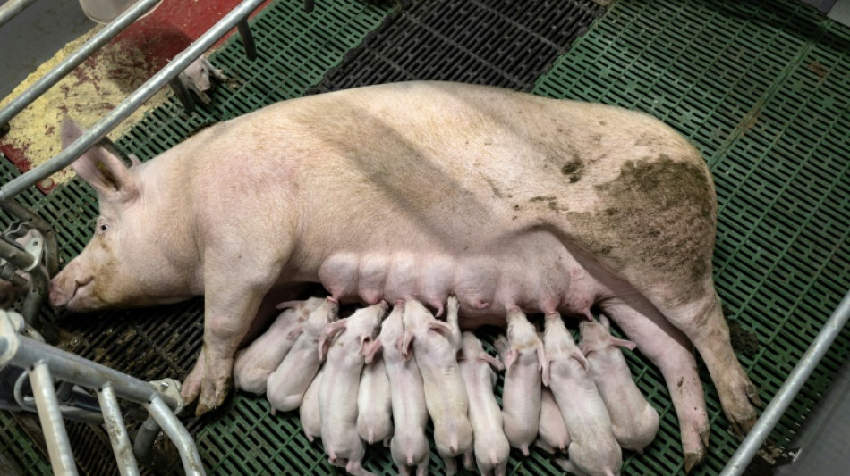 En Bretagne, la fili&egrave;re porcine met en avant des agrandissements "n&eacute;cessaires" mais "exemplaires"
