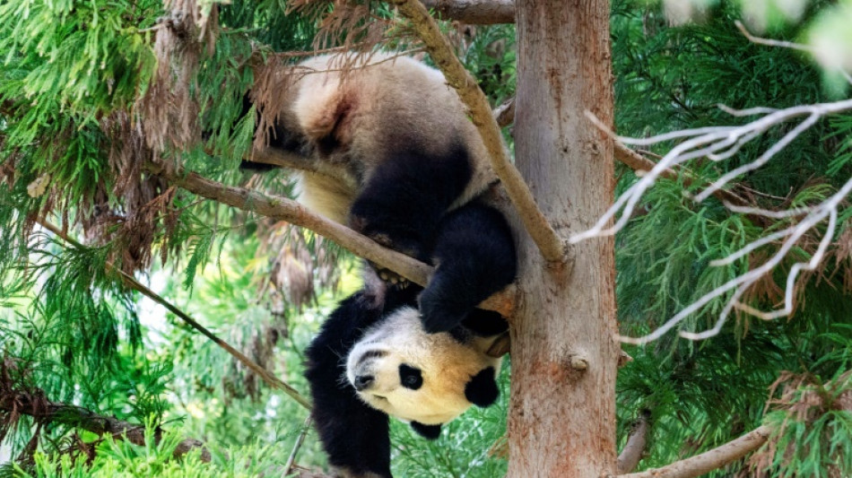 Pandas could return to US after Xi-Biden summit