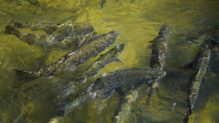 En Californie, la pêche au saumon sabordée par la sécheresse