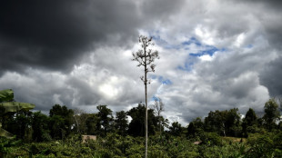 Papua New Guinea lifts ban on forest carbon credits