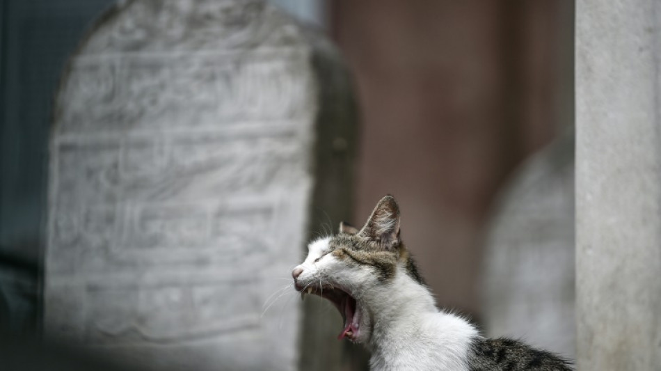 Katze beißt Feuerwehrmann nach aufwändiger Rettung aus Kamin krankenhausreif