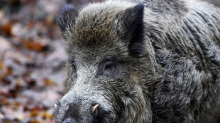 Presse: Fast 3000 verstrahlte Wildschweine wurden 2025 vernichtet