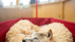 Le fabuleux destin de Kabosu, chienne star d'internet et embl&egrave;me du dogecoin