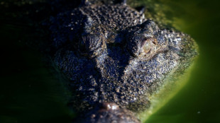 Los cocodrilos tienen su paraíso en el norte de Australia