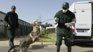 St&eacute;riliser plut&ocirc;t que tuer: le Maroc sous pression pour prot&eacute;ger les chiens errants
