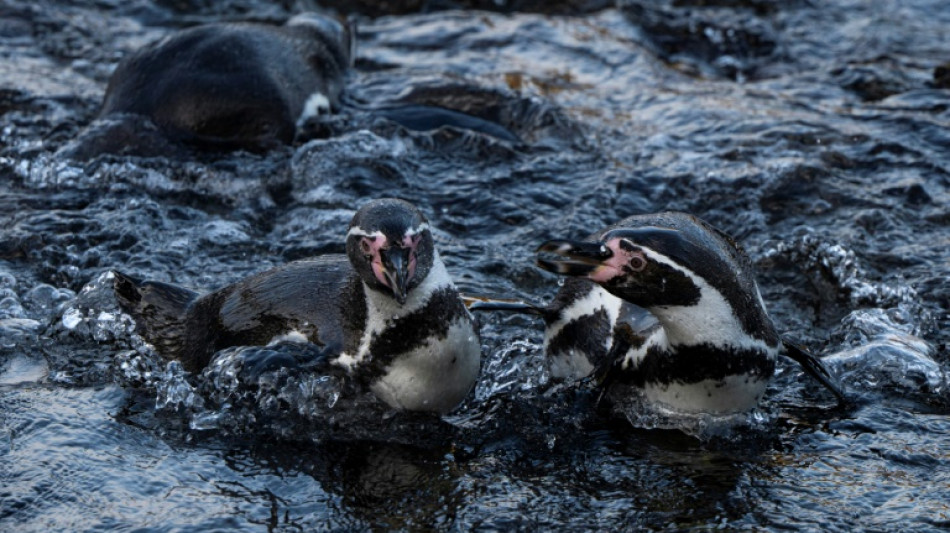 Punta San Juan, uma evid&ecirc;ncia do decl&iacute;nio da fauna costeira no Peru