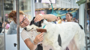 Altro che vita da cani, beauty routine per amici a 4 zampe