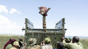 Déplacer les animaux sauvages, dernier recours face à la dégradation de leur habitat au Kenya