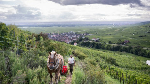 Malik, vendangeur à cheval sur les pentes du vignoble alsacien