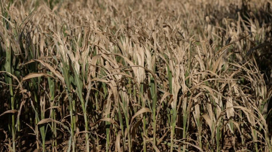 Apr&egrave;s un &eacute;t&eacute; d&eacute;vastateur, l'agriculture &eacute;cartel&eacute;e face au mur de la transition