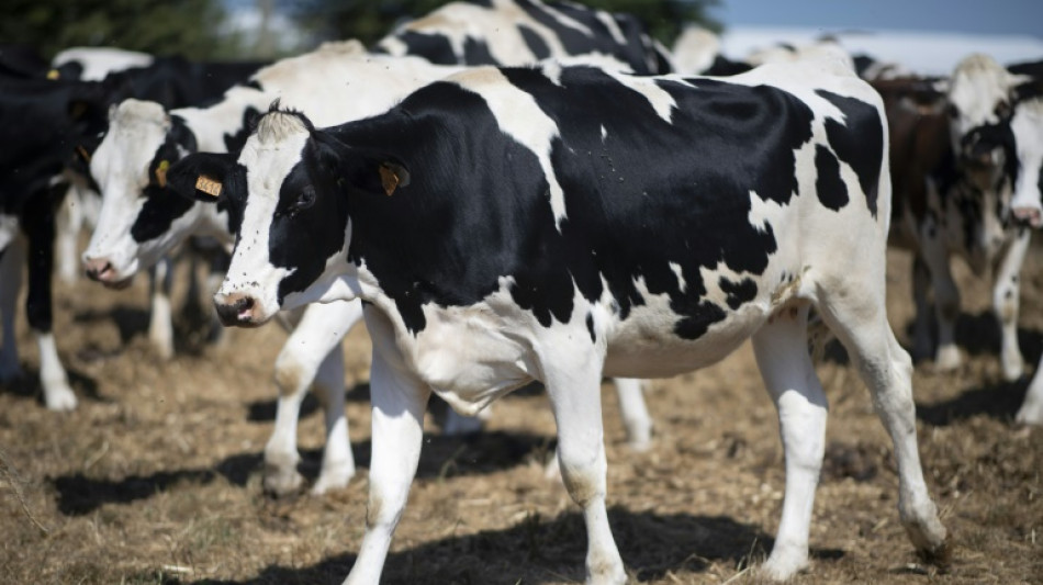 Entlaufende K&uuml;he sorgen nach Unfall in Baden-W&uuml;rttemberg stundenlang f&uuml;r Unruhe