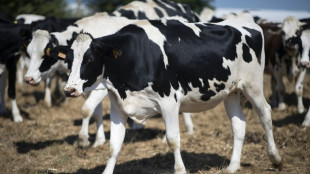 Entlaufende K&uuml;he sorgen nach Unfall in Baden-W&uuml;rttemberg stundenlang f&uuml;r Unruhe