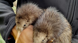 Wellington welcomes first wild-born kiwi chicks in a century