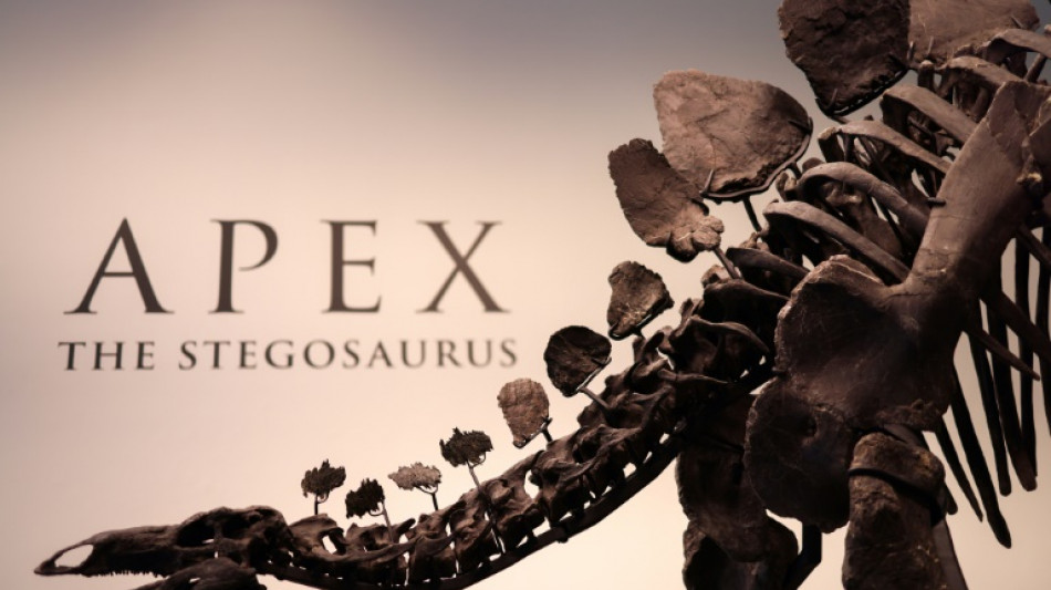 Le plus grand squelette de st&eacute;gosaure vendu 44,6 millions de dollars &agrave; New York, un record