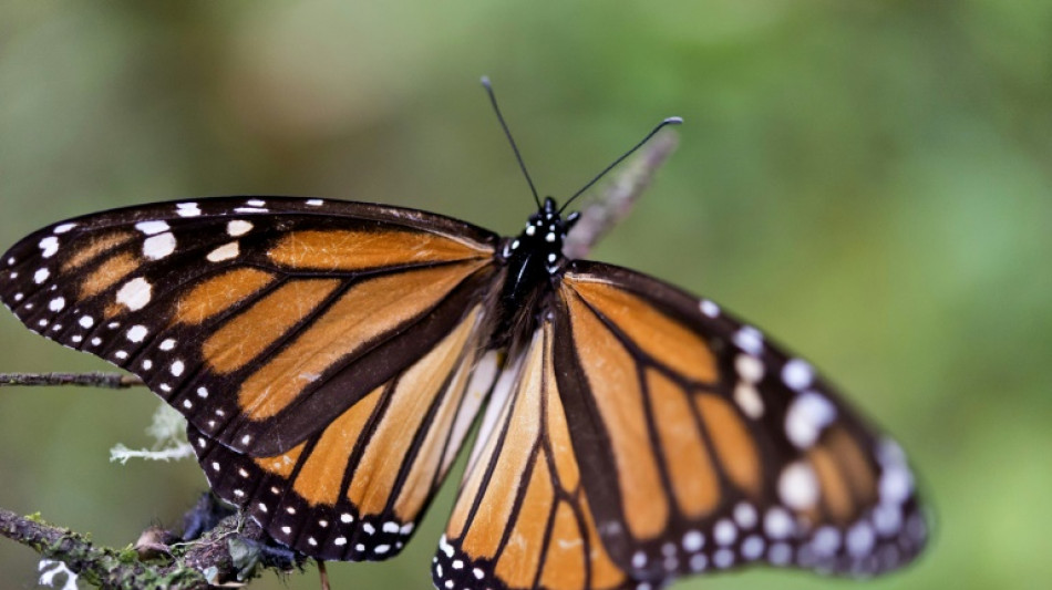 Deutschland verdoppelt Mittel f&uuml;r weltweiten Schutz der biologischen Vielfalt