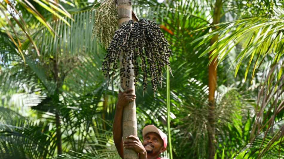 Contre la "biopiraterie", le Br&eacute;sil d&eacute;fend son a&ccedil;ai d'Amazonie
