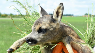 Polizei befreit in L&uuml;beck Rehkitz aus Kanalschacht
