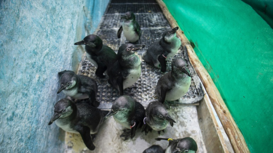 Pingüinos de Humboldt rescatados de derrame en Perú reciben esmerada atención