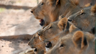 Siccit&agrave; affligge popolazioni leoni del deserto in Namibia