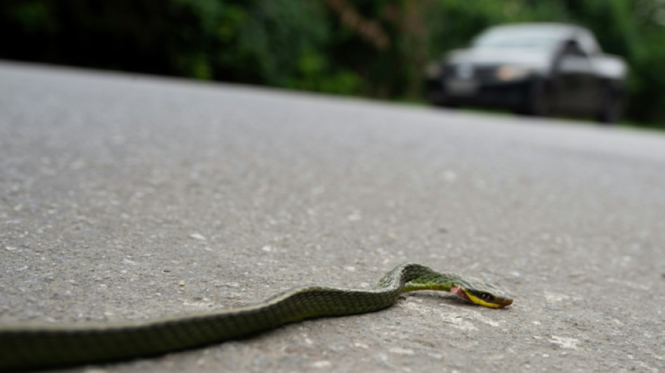 "Atenci&oacute;n, tapir en la v&iacute;a": salvar animales con IA en las carreteras de Brasil