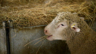 Inqui&eacute;tude apr&egrave;s la d&eacute;tection en France d'un nouveau type de fi&egrave;vre catarrhale ovine