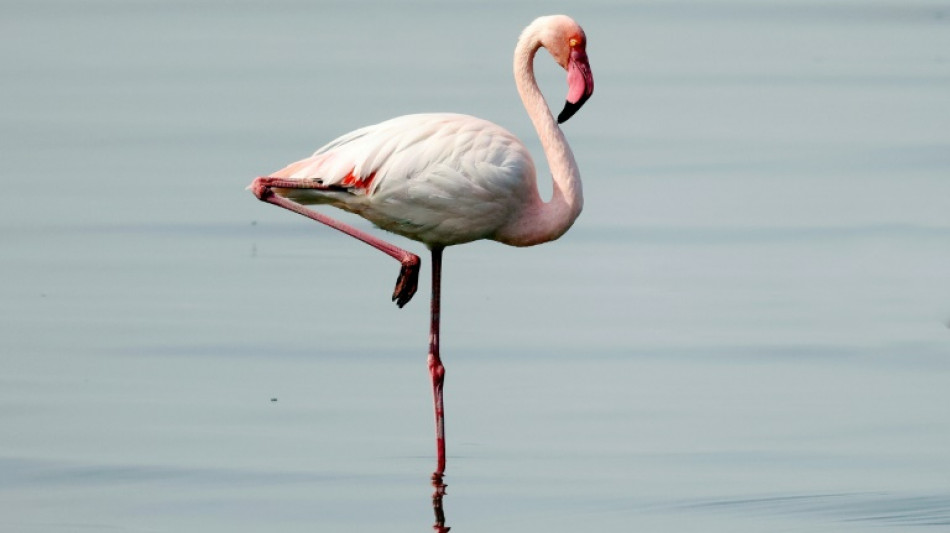Flamingo in winterlicher Donau f&uuml;hrt zu besorgten Anrufen bei Polizei