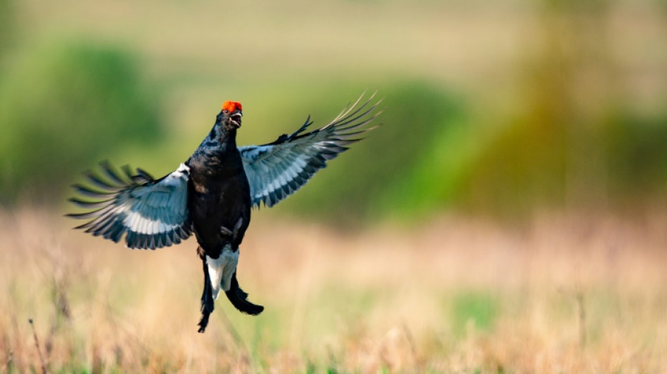 Slowakei muss mehr f&uuml;r Schutz von Auerh&uuml;hnern tun