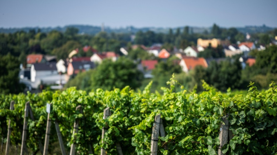 Warmer climate boosts north German vineyards, for now